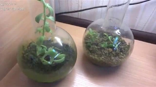 Комнатные цветы/растения. Композиции в стекле/Флорариум/Терарриум. (2ч