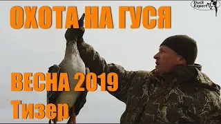 ОХОТА НА ГУСЯ с DUCK EXPERT. Весна 2019. Тизер