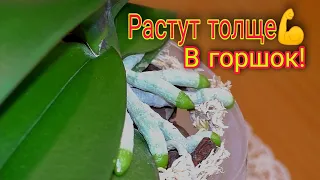 💣КОРНИ орхидеи ПРИБЫЛИ и НЫРЯЮТ В ГОРШОК после пересадки  👍👍👍