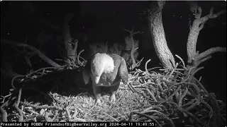 Jackie buries the eggs, the two spend the night at the Roost Tree