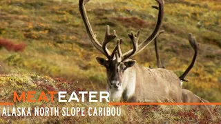 True North: Alaska North Slope Caribou | S2E09 | MeatEater