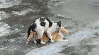 Cats mating - Best cat mating