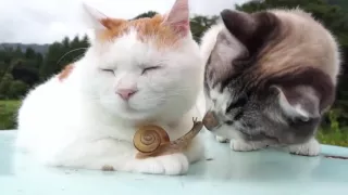 Tierische Freunde - Katze und Schnecke