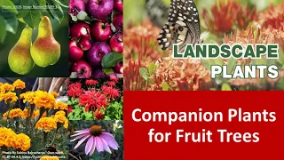 Landscape Plants: Companion Plants for Fruit Trees