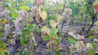 Ripe grapes, ready to be picked