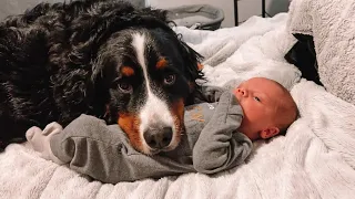 Bernese Mountain Dogs First Week With Newborn Baby Brother