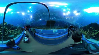 Georgia Aquarium: Ocean Voyager Tunnel Walk I - 360° VR