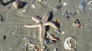 Live Starfish