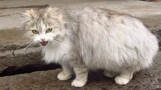 Pregnant cat meows because wants food