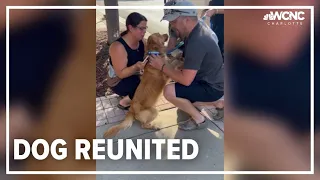 Family reunites with missing dog Lucy after months