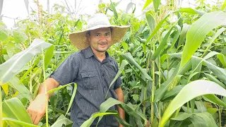 Fartura de milho 🌽 no nosso roçado.