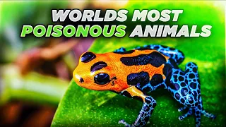 Top 10 Most Poisonous Animals In The World (You Won't Believe #3)
