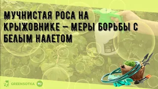 Мучнистая роса на крыжовнике — меры борьбы с белым налетом