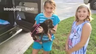 Surprising My Daughter with a German Shepherd Puppy! Meet Bindi!