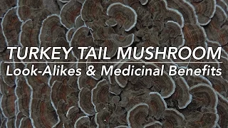 Turkey Tail Mushroom, Its Look-Alikes, & Medicinal Benefits with Adam Haritan