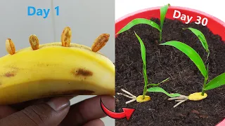 Grow cardamom from seeds with banana | Grow Properly at home | Grow plants from seeds