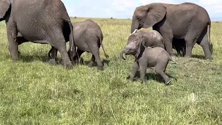 Baby Elephant charging our Truck