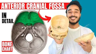 anterior cranial fossa anatomy 3d | anatomy of anterior cranial fossa of skull  anatomy