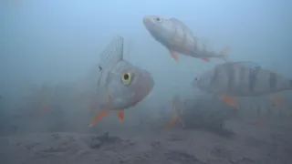 Первый лёд /Рыбалка на окуня/Подводные съемки