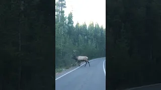 MASSIVE Bull Elk in Yellowstone Crosses in Front of Our Car