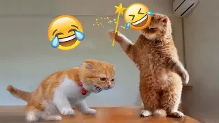 😅😆 Funny Dog And Cat Videos 😹😆 Funny And Cute Animal Videos 2024 # 47