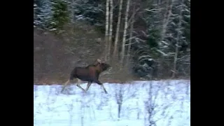 Охота на Лося. ( Moose hunting. Film one). Фильм первый.