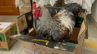 Compramos un gallo reproductor por internet y miren lo que nos llegó