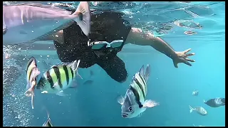 Welcome to our mesmerizing underwater journey in the Maldives!