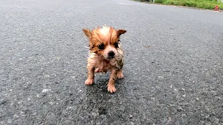 Tiny Puppy Stopped our Car during  Rainstorm , We adopted him