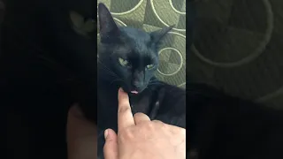 cat forgets his tongue outside