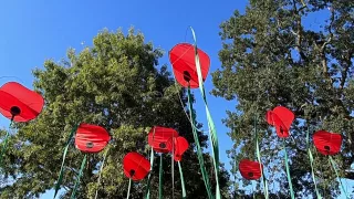 Coquelicots de jardin