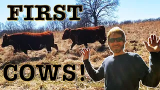 Our FIRST Cows!! & how we chose the Best GRASSFED Genetics.
