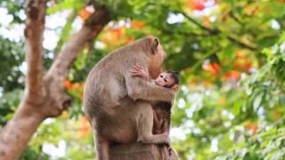 Extremely Busy Monkey Infant Wants To Walk, But Young Mother ARY Doesn't Let Her
