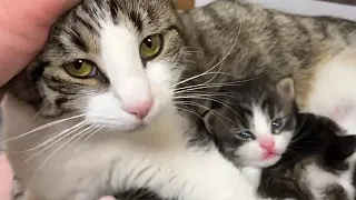 Momma Cat Looking For A Place To Give Birth, Finds A Forever Home