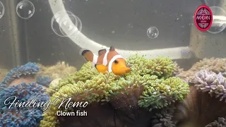 Finding Nemo in the house