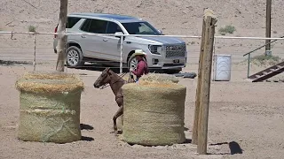 EXCA 2024 05 12 El Paso Sheriff's Posse Posse Only Ranch Versatility #2 Greg B Once In A Blu Bikini