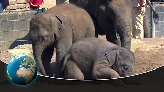 Cute & curious little fur friends - Two young elephants go to school