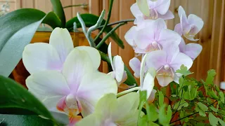 Мої орхідеї у лютому 🌸🤗