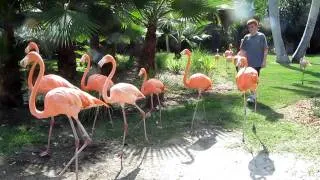 A Parade of Flamingos at Sarasota Jungle Gardens