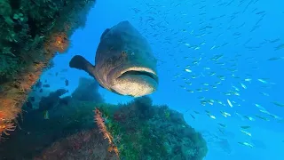 Goliath Groupers, a Shark and a Turtle.  Jupiter, FL, September 2, 2022