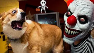 Funny Dogs And Cats At Halloween #1 - Skeleton Scares Cat And Dog