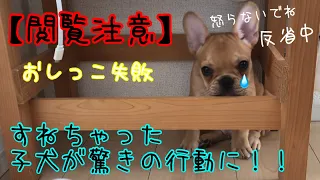 【閲覧注意】おしっこ失敗！拗ねたフレブル子犬がママに怒られて反省中？？【フレンチブルドッグ  frenchbulldog 仔犬】