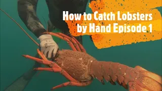 How to Catch Lobsters by hand episode 1