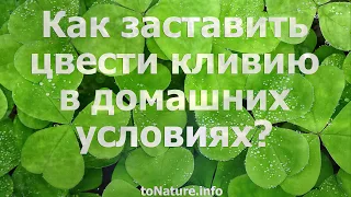 Как заставить цвести кливию в домашних условиях?