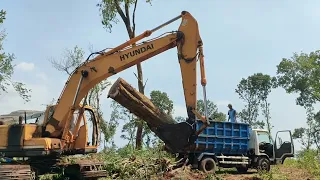 Tebang Sonokeling super tinggal 3 hari lagi selesai #wood #logging #rosewood