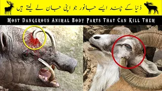 Most Dangerous Animal Body Parts That Can Kill Them |Top Seven| #top #viral #amazing #hindi #animal