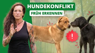 HUNDEKONFLIKT früh erkennen: Wie gehe ich mit Rüden um?