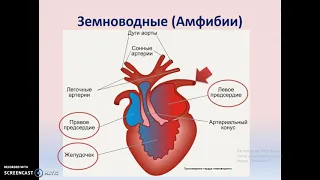 Филогенез кровеносной системы хордовых