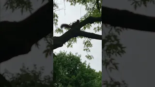 Squirrel in Tree