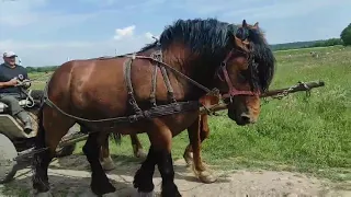 Хан Кордон маленька проба 💪💪💪